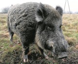 Pułapki na dzikie zwierzęta w Gdyni. Wyłapią dziki, lisy i jenoty na terenach wojskowych 