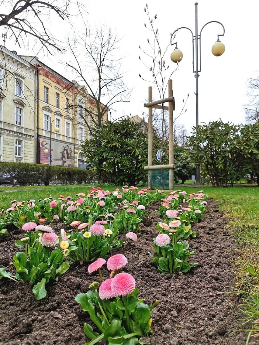 Kalisz: W mieście trwają wiosenne nasadzenia kwiatów i...