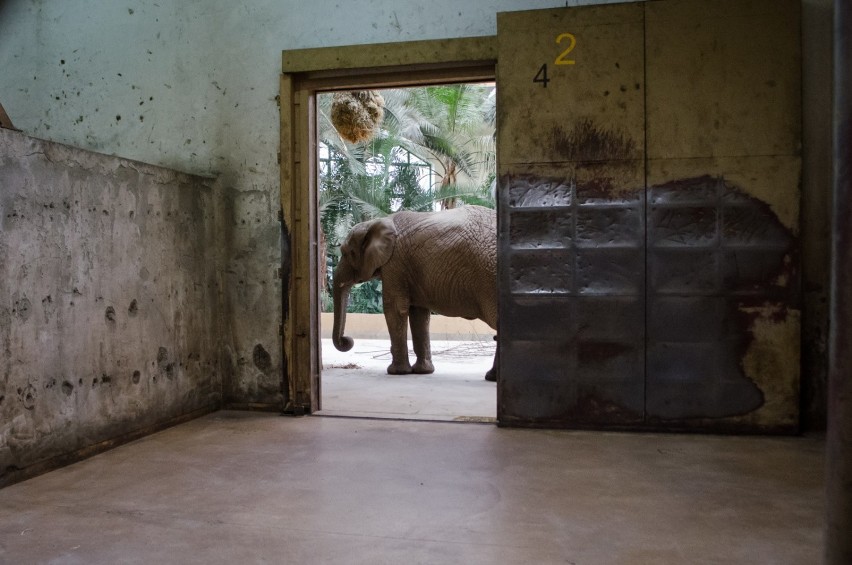 Słonie w warszawskim zoo są zestresowane. Dostaną więc... medyczną marihuanę