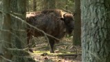 Odstrzał bobrów i żubrów. Ekolodzy ostrzegają: Zginąć może nawet 25 tysięcy zwierząt [VIDEO]