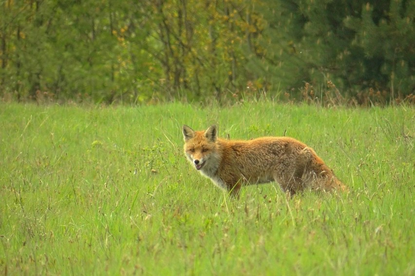 Akcja szczepienia lisów na Sądecczyźnie. Kapsułek nie wolno dotykać