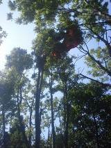 Beskidy: Paralotniarz utknął na drzewie - kolejne niebezpieczne zdarzenie na górze Żar