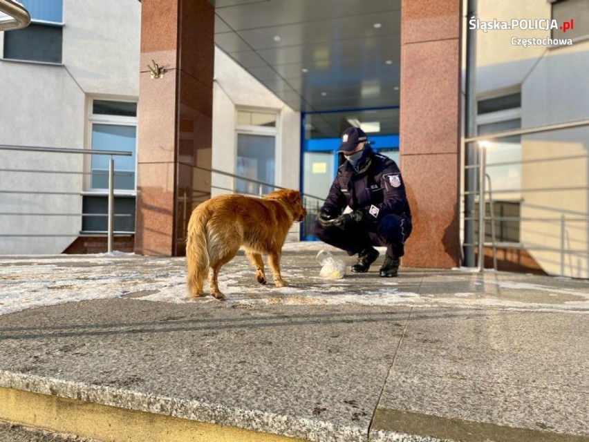Częstochowa: Wystraszony pies błąkał się w pobliżu komendy. Zaopiekował się nim policjant. Teraz piesek czeka na właściciela