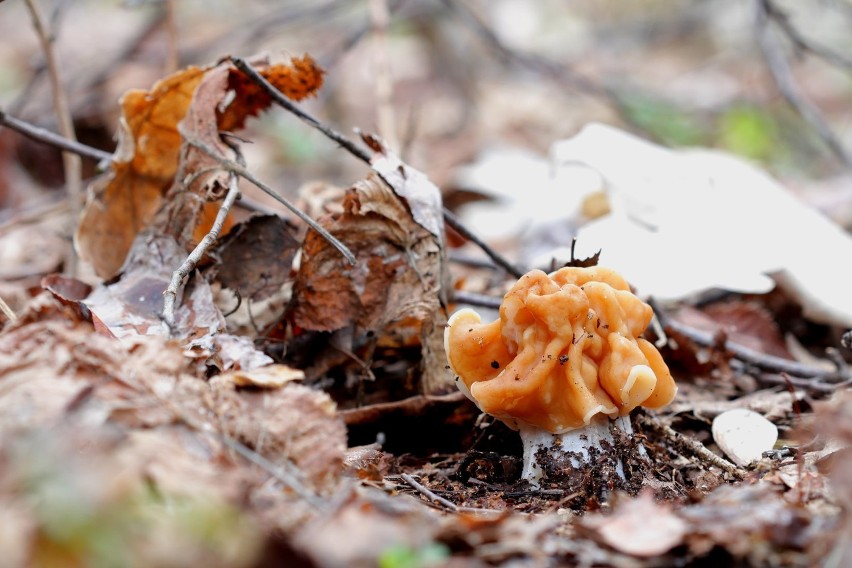 Piestrzenica olbrzymia (Gyromitra gigas) pojawia się w...