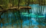 Sieradzki urząd zaprasza na kolejne wycieczki ekologiczne. Tym razem do Niebieskich Źródeł