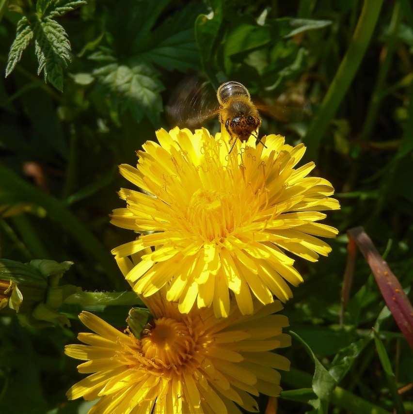 Koszenie trawników wyniszcza pszczoły i inne owady...