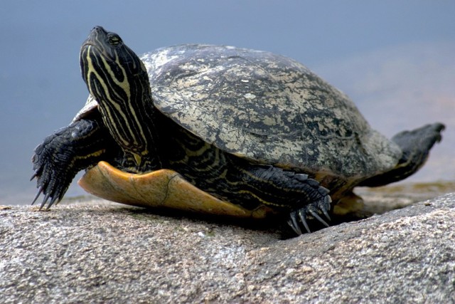 Rewelacje brytyjskiego dziennika: Najstarszy żółw świata jest...gejem?
