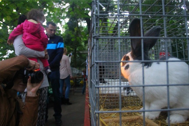 Schronisko dla królików w Warszawie. Pomysł na pomoc niechcianym puszatym zwierzakom