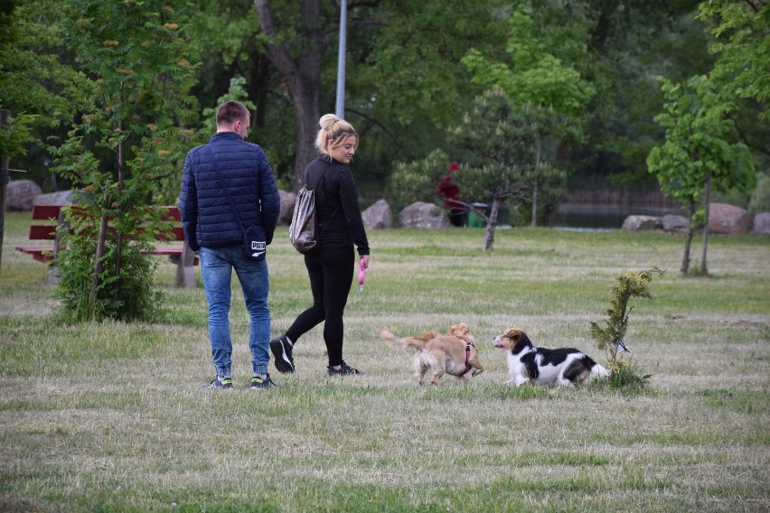 Konin. 22 maja. Dzień Praw Zwierząt. Konińska Parada Kundelków i nie tylko