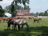 Stadnina koni w Walewicach chce mieć straż