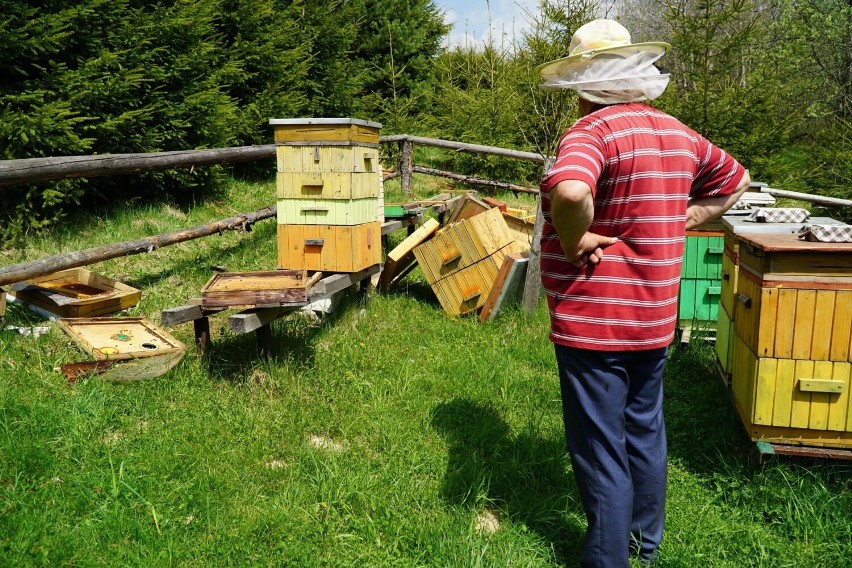 Zniszczona pasieka na Orawie. Niedźwiedź dobrał się tam do...