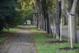 Posadzono 170 sztuk drzew miododajnych w Rogoźnie
