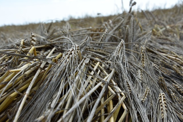 Na niektórych polach w powiecie bydgoskim widoczna jest np. czerń zbóż.