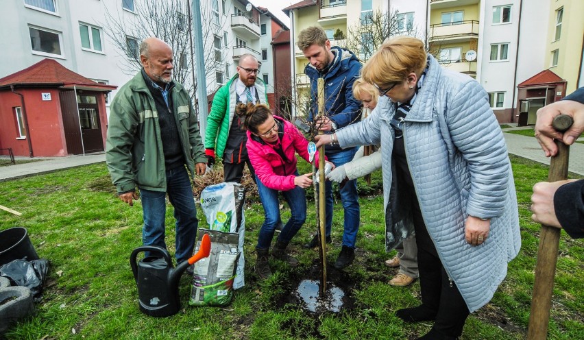 Dwa migdałowce i jarzębina pojawiły się wczoraj na jednym z...