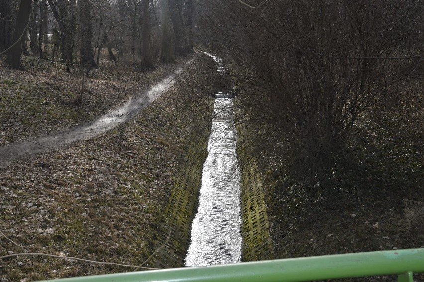 Strumień Sępolno płynie przez dwa głogowskie parki