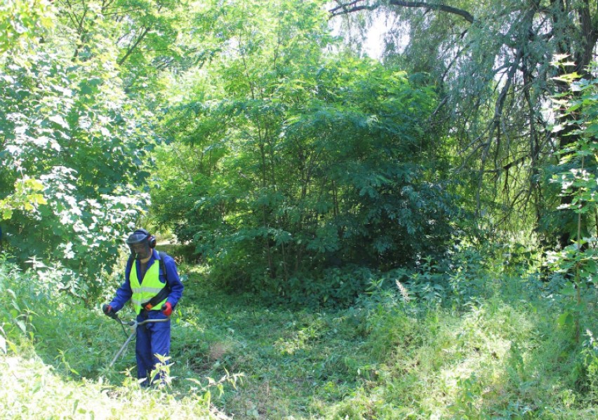 Osadzeni z ostrowskiego aresztu dbają o zieleń wokół zabytkowego parku w Rososzycy