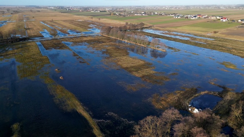 Znów zalało łąki w gminie Łęczyca. Rolnicy z Kozub są załamani! 