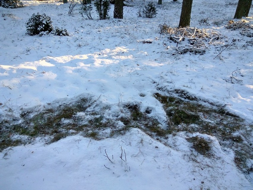 Dużo znaków pozostawiają w lesie dziki. Są to przede...