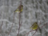 Jak dokarmiać ptaki zimą? Jak i czym dokarmiać, aby nie zaszkodzić?
