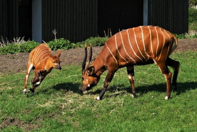 Opolski ogród zoologiczny to jedno z najładniejszych takich miejsc w Polsce.