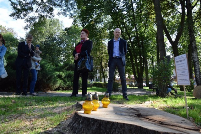 Protestują po wycince drzew: Przetrwał Napoleona, nie przetrwał 5 kadencji prezydenta Raczyńskiego