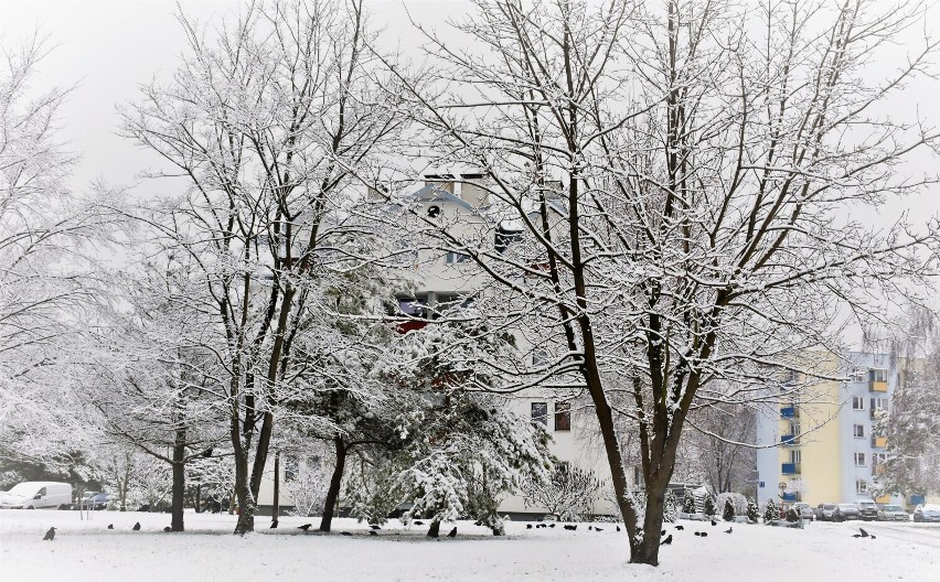 Zimowy poranek w Chełmie był jak z bajki, ale ślisko jak w krainie lodu. Zobacz zdjęcia