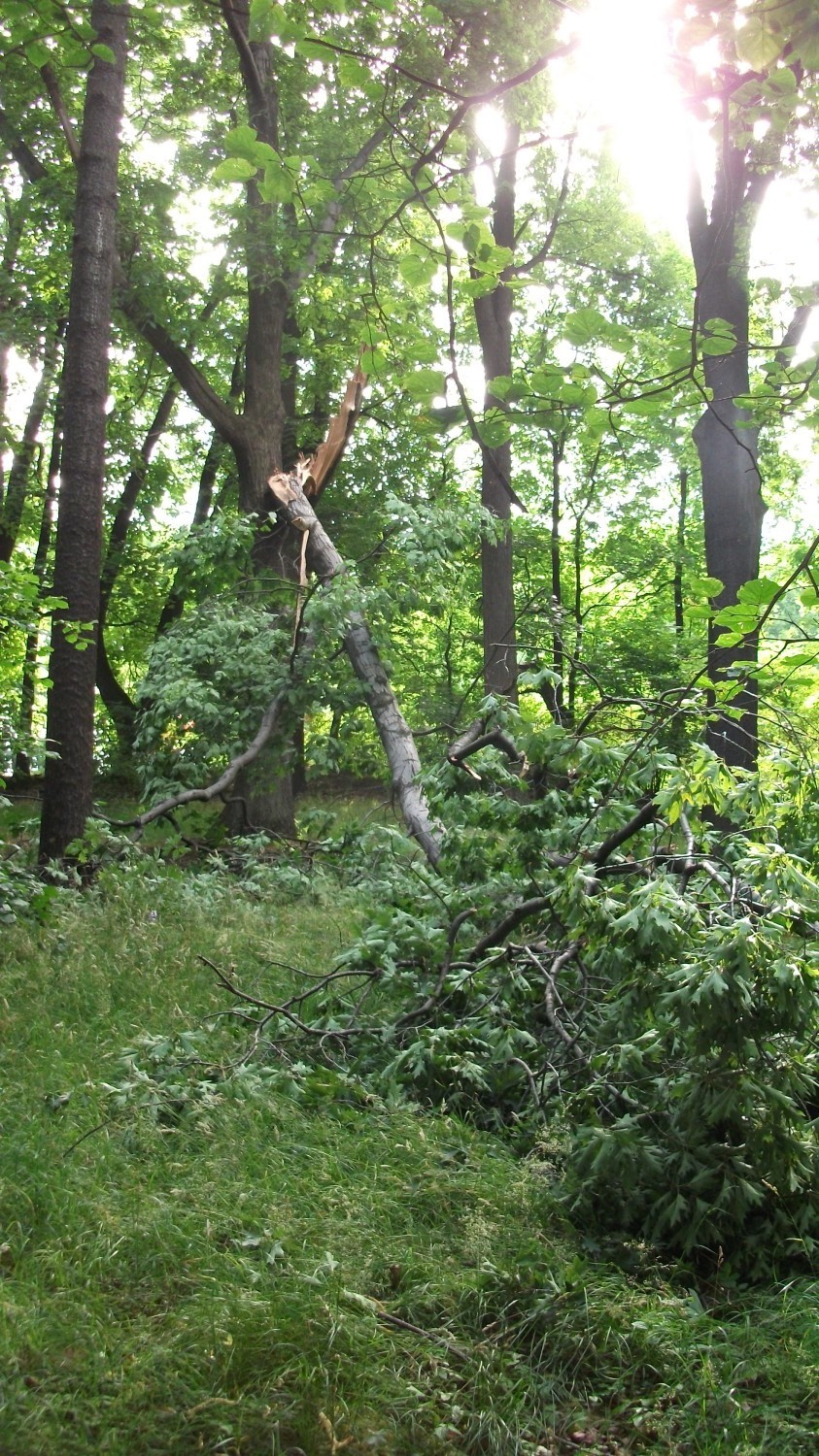 W parku w wałbrzyskiej dzielnicy Sobięcin z jednego z drzew obłamała się olbrzymia gałąź