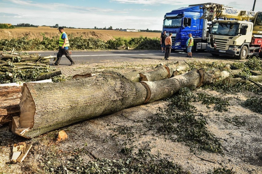 Leszno. Wycinka drzew na Szybowników. Przy okazji remontu drogi znikają okazałe lipy [ZDJĘCIA]