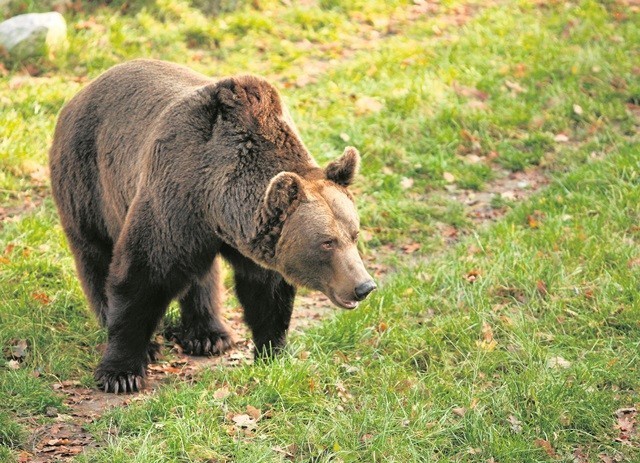 W Beskidzie Śląskim pojawił się niedźwiedź.  Znak to, że nadchodzi wiosna