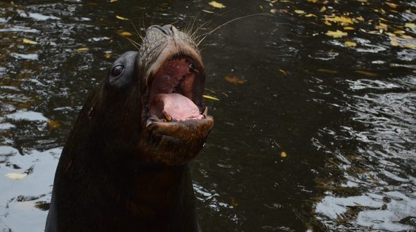 Sofus, nowy mieszkaniec zoo w Łodzi