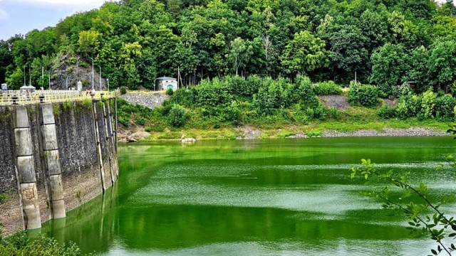 Każdego roku zakwita Jezioro Pilchowckie zmienia barwę na kolor zielony. To szkodliwe zjawisko dla ekosystemu. Urzędnicy są bezradni
