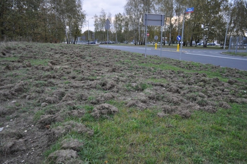 Dziki w Łodzi buszują pobliżu lotniska