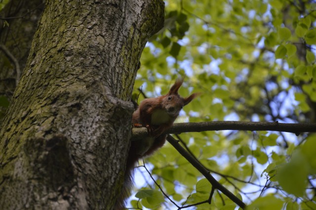 Park Kopernika to lubiane miejsce spacerów. Zobacz jak wygląda dziś. W galerii znajdziecie te grafiki urządzeń, jakie mają zostać zamontowane na planowanym placu zabaw.