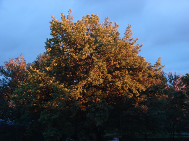 Drzewo na boisku szkolnym ogólniaka przy ul. Podgórnej