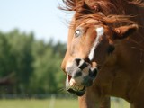 Koń by się uśmiał. Te zdjęcia zwierząt rozbawią cię do łez