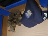 WSCHOWA/SŁAWA. Policjanci ustalili personalia kobiety, która wyrzuciła na śmietnik małe kocięta [ZDJĘCIA]