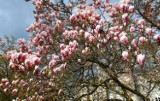 Szczecińskie magnolie: odbierz darmową sadzonkę