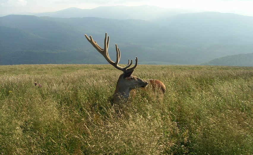 Poznaj Bieszczady. Podwójne życie jelenia Filipa z Połoniny Wetlińskiej