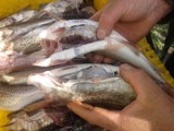 Mierzeja Wiślana. Lokalni rybacy alarmują. Foki niszczą rybołóstwo