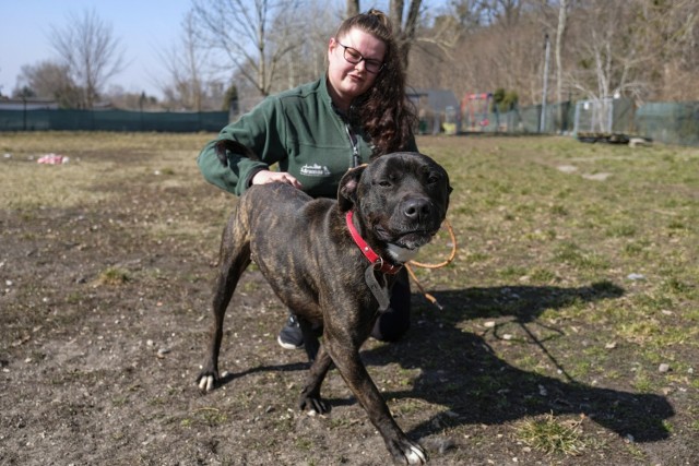 Psy ze schroniska czekają na adopcję albo domy tymczasowe