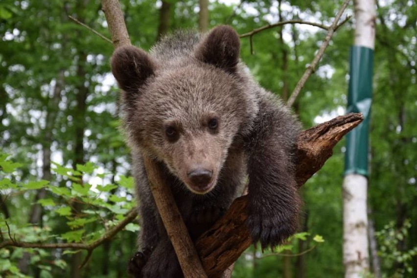 Zoo w Poznaniu: Sprawdź, jakie atrakcje czekają nas w weekend