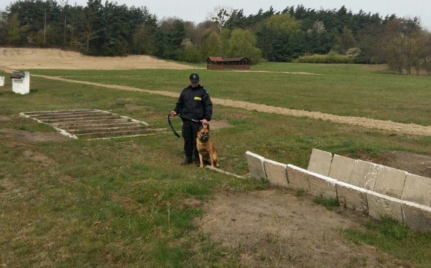 Szkolenie policyjnych psów na poligonie w Brodnicy [zdjęcia]