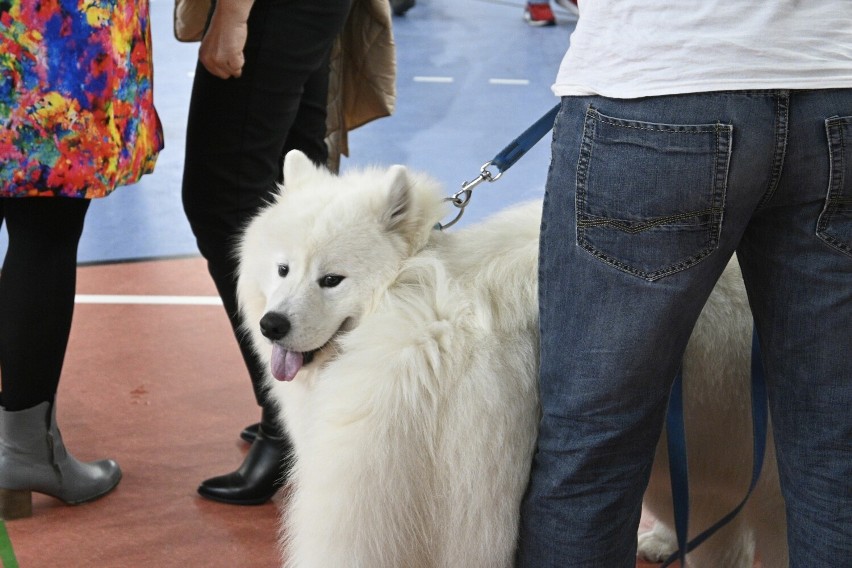 Wystawa psów rasowych w Pruszczu. Zobacz zdjęcia i wideo