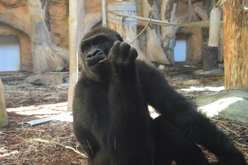 Ogród zoologiczny w Opolu kusi wieloma atrakcjami - między...