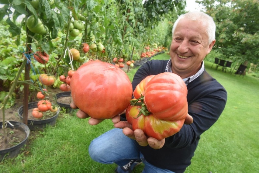 Pomidory uprawiane przez zielonogórzanina Zbigniewa...