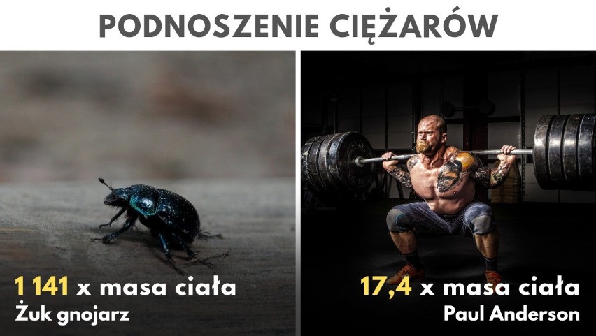 Siły nie powinno mierzyć się bezwzględnie, lecz w proporcji...