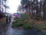 Ponad 100 interwencji w Nowej Soli i okolicy. Wichura szalała w mieście i powiecie 