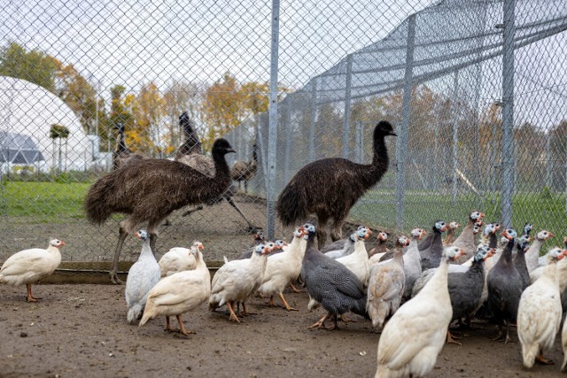 Fauna i Future, małe emu z uczelnianej zwierzętarni ZUT trafią do ogrodu zoologicznego w Poznaniu