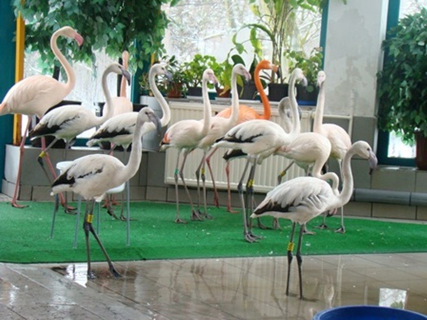 Flamingi w Śląskim Ogrodzie Zoologicznym. Jest 18 nowych