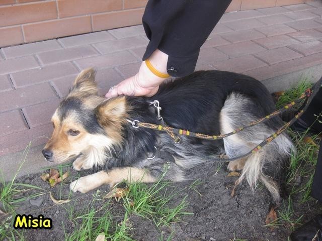 Malbork. Stowarzyszenie Reks zabrało zaniedbanego psa z gospodarstwa w gminie Miłoradz